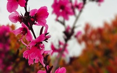 翘臀后进美女动态图啪